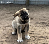 Nacho, verspielt, neugierig und menschenbezogenes Hundekind
