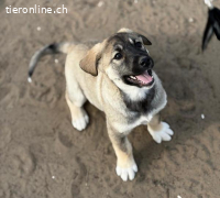 Nacho, verspielt, neugierig und menschenbezogenes Hundekind