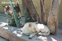 Naiara, w./kastr., geb. 11.12.2020, Größe: 40 cm/12 kg