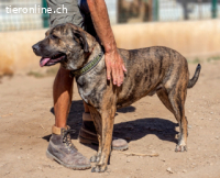 Nakoa, sanfter, freundlicher und liebevoller Rüde