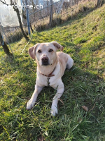 Nala - aktive Labrador-Herzenshündin sucht ihr Traumzuhause