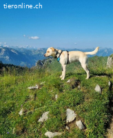 Nala - aktive Labrador-Herzenshündin sucht ihr Traumzuhause
