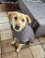 Nala - aktive Labrador-Herzenshündin sucht ihr Traumzuhause