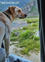 Nala - aktive Labrador-Herzenshündin sucht ihr Traumzuhause