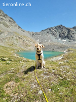 Nala - aktive Labrador-Herzenshündin sucht ihr Traumzuhause