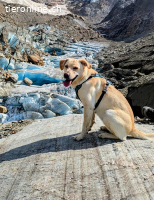 Nala - aktive Labrador-Herzenshündin sucht ihr Traumzuhause