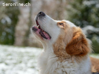 Nala – ein feines Herz auf Pfoten