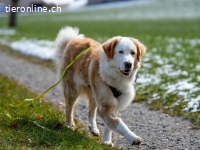 Nala – ein feines Herz auf Pfoten