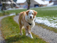 Nala – ein feines Herz auf Pfoten