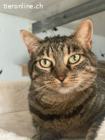 Nala, geb. 07/2013, als Einzelkatze oder mit Sombra (2011)