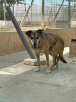 Nala, w./kastr., 11/2014, unvermittelbar - Paten gesucht!