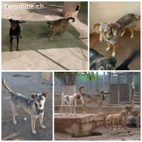 Nala, w./kastr., 11/2014, unvermittelbar - Paten gesucht!