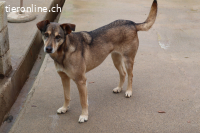 Nala, w./kastr., 11/2014, unvermittelbar - Paten gesucht!