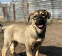 Nalani-2, verspieltes und menschenbezogenes Hundekind