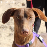 Nando – kleiner Braco-Charmeur sucht sein Zuhause