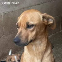 Nani –eine liebevolle, sanfte Hündin möchte endlich ankommen