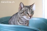 Nashira – charakterstarkes Büsi sucht Zuhause