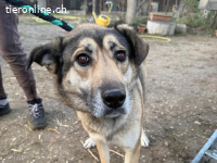 Nayeli-2, wunderschöne, liebe und freundliche Vierbeinerin