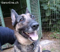 Nelli-4, aufmerksame und menschenbezogene Hündin