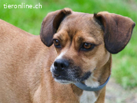Nelly eine kleine spezielle Schönheit sucht ein Zuhause