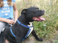 NELSON, verschmuster Mischlingsrüde, ca. 9 Jahre, 55cm, 35kg