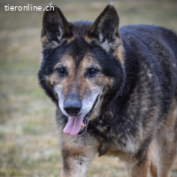 Nero – Gnadenplatz gesucht für Schäferhund-Senior
