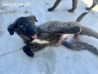Neugieriger Abenteurer Tacker sucht seine Lieblingsmenschen