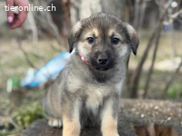 Nevin, welpentypisch verspielt, neugierig + menschenbezogen