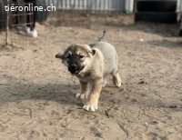 Nevin, welpentypisch verspielt, neugierig + menschenbezogen
