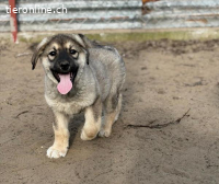 Nevin, welpentypisch verspielt, neugierig + menschenbezogen