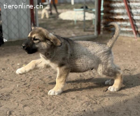 Nevin, welpentypisch verspielt, neugierig + menschenbezogen