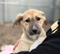 Nevio-2, welpentypisch verspielt und menschenbezogen