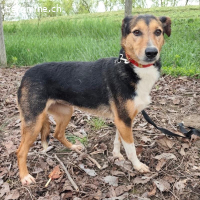 Nica eine sanfte gebrochene Seele