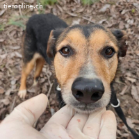 Nica eine sanfte gebrochene Seele