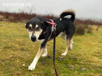 Nicu auf der Suche nach seinem Herzenszuhause