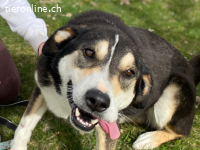 Ein starker Charakter mit grossem Herz sucht seinen Menschen