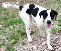 Niebla - Grosse Frohnatur auf vier Pfoten, ca. 63cm, 28kg