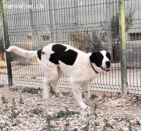 Niebla - Grosse Frohnatur auf vier Pfoten, ca. 63cm, 28kg