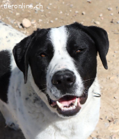 Niebla - Grosse Frohnatur auf vier Pfoten