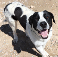 Niebla - Grosse Frohnatur auf vier Pfoten