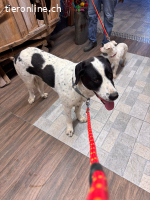 Niebla - Grosse Frohnatur auf vier Pfoten