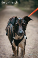 Nika – eine sanfte Seelenhündin