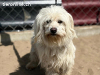 Nikander, herziger und sensibler Hundemann