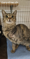 Nike (1 Jahr)  - Kleines Kämpferherz sucht dich