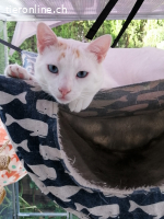 Nilo, m./kastr., geb. 07/2024