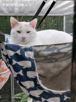 Nilo, m./kastr., geb. 07/2024