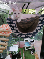 Nilo, m./kastr., geb. 07/2024