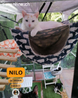 Nilo, m./kastr., geb. 07/2024