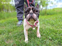 NINA, liebe Hundedame, ca.8 J.,  *PS in 34225 Baunatal*