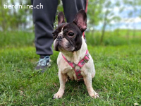 NINA, liebe Hundedame, ca.8 J.,  *PS in 34225 Baunatal*